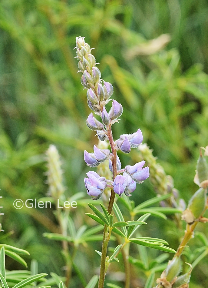 Lupinus argenteus photos Saskatchewan Wildflowers